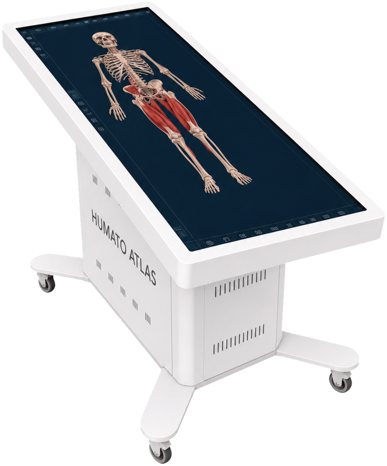 Humato ATLAS RAT anatomy table